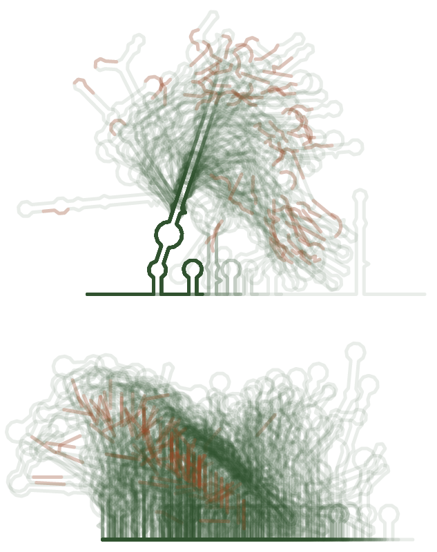 Superimposed MFE structures two RNA structure libraries