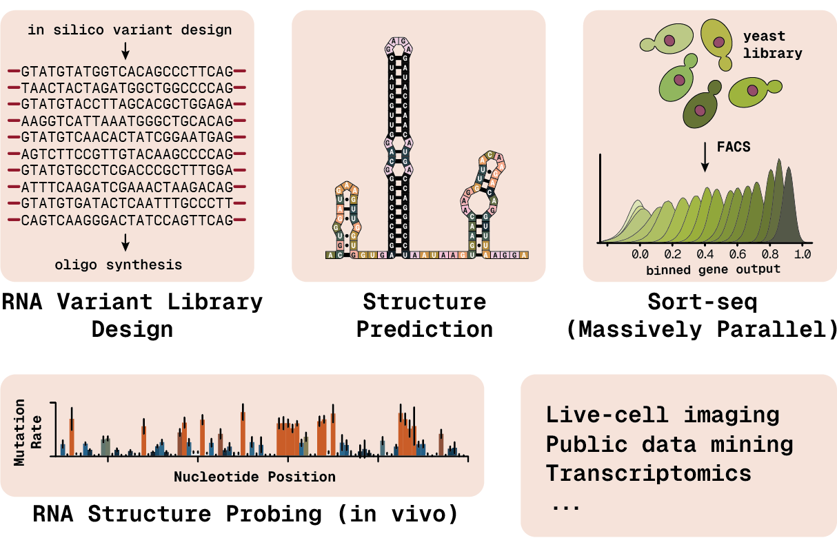 Methods used by the Schärfen lab.