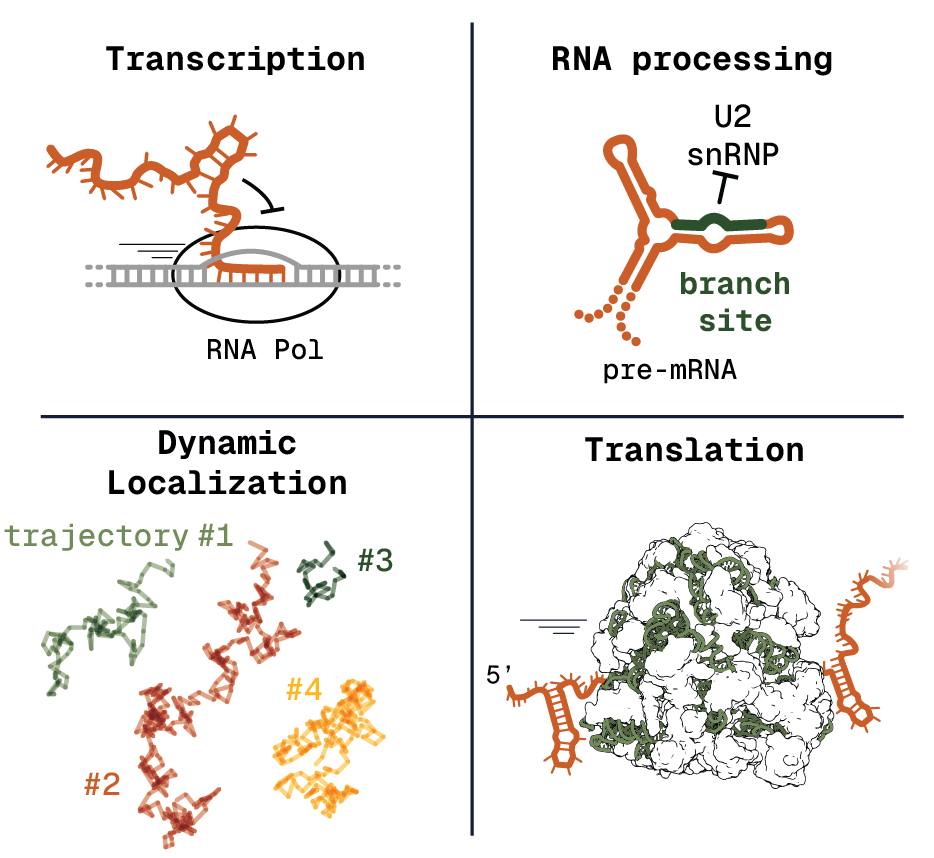 Some molecular processes that depend on RNA folding.